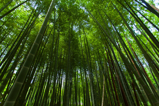 Wide spread of the Bamboo forest