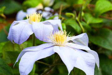 Light purple clematis flowers