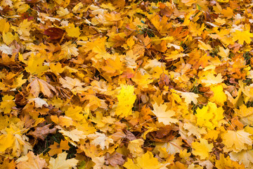 Texture of autumn leaves.