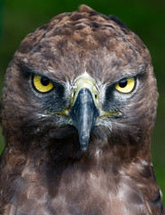 Close-up photo of a Martial Eagle.