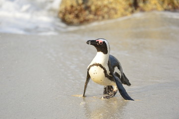  African penguin