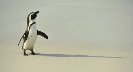 Fotobehang Afrikaanse pinguïn © Uryadnikov Sergey
