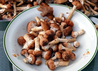 edible,tasty fungus Armillaria ostoyae