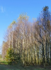 birch trees