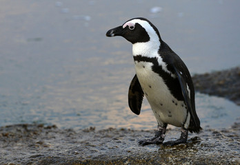  African penguin