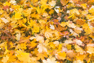 Texture of autumn leaves.