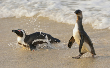  African penguins