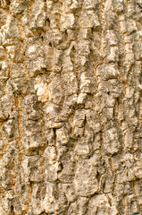 Bark of tree Seamless Tileable Texture