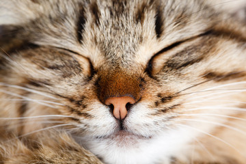 sleeping cat © Maksim Shebeko