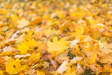Naklejka na ściany i meble Texture of autumn leaves.