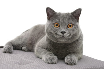 cat breed Scottish straight lying on the pillow. white backgroun