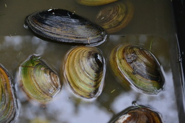 clams