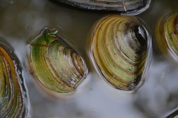 clams