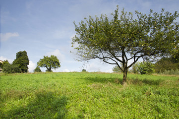 Obraz premium Albero di mele