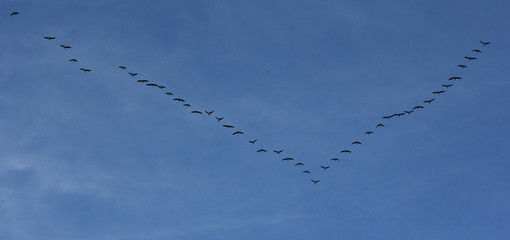 Silhouettes of flying geese in V formation