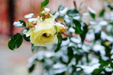 Obraz na płótnie Canvas Garden rose under the snow
