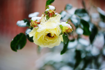 Garden rose under the snow
