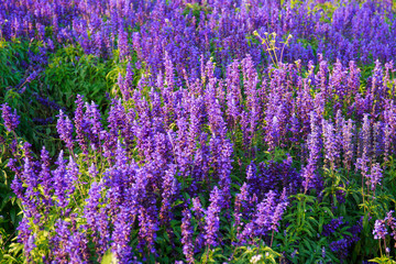 Obraz premium Lavender field in the summer