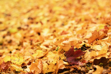 Autumn background