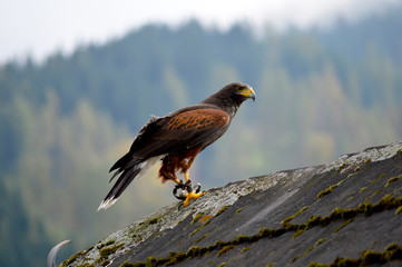 Falke am Dach