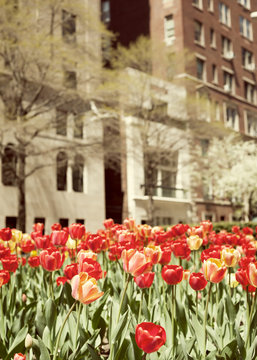 Red Tulips in a Sidewalk in Manhattan