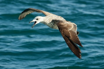 Flying kelp gull (Larus dominicanus)