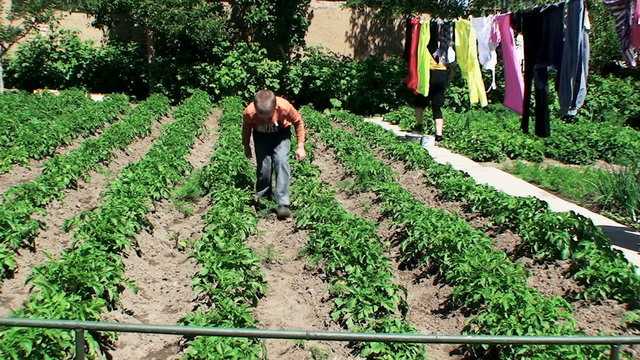 the boy checks young escapes of potatoes on presence of wreckers