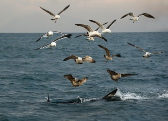 Fototapeta na wymiar Fins of a white shark and Seagulls