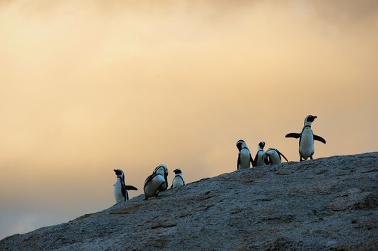 African penguins in twilights. Sunset sky.