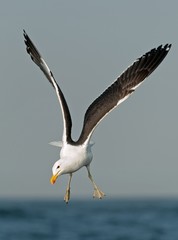Flying kelp gull (Larus dominicanus)