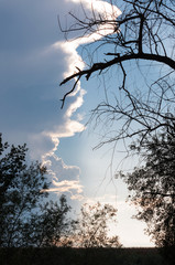 branches and the sky at sunset, vertical view