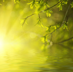 Obraz premium Sunny green leaves