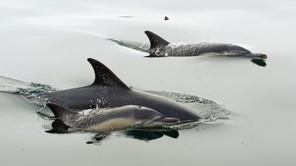 Dolphin, swimming in the ocean