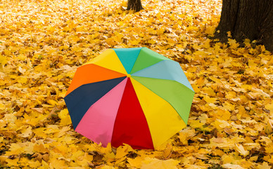 umbrella on autumn leaves