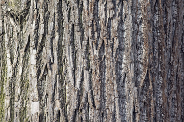 Lindenbaum; Stamm, Rinde; Tilia;