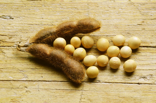 Glycine max Soybean Sojaboon Sojabohne Soya bean Soia