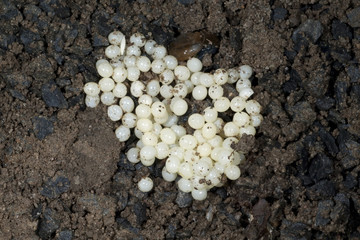 Schneckeneier, Wegschnecke, © Ruckszio