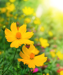 Yellow Cosmos flower and sunshine