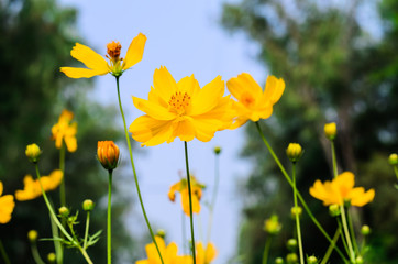 Fototapeta premium Yellow Cosmos flower and blue sky