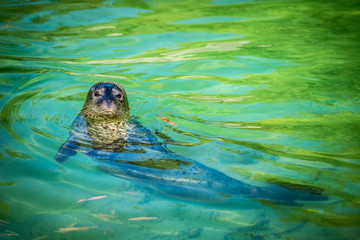 Fototapeta premium foca comune - seal