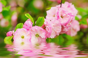 Obraz na płótnie Canvas Blossoming of sakura flowers