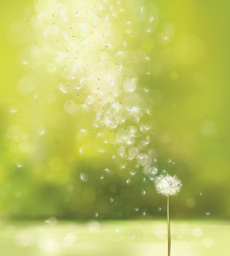 Vector spring background with white dandelion.