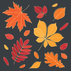 Fall of the leaves.