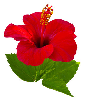 Fototapeta Hibiscus