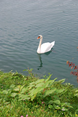 Obraz premium Japanese knotweed at the bank of a lake Bled