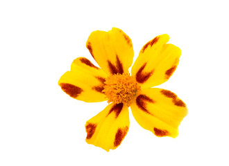 marigold flower
