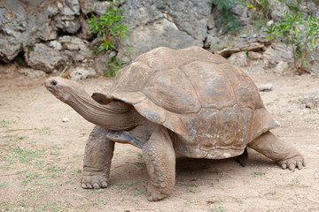 tortue géante d'Aldabra, anse Quitor, Rodrigues