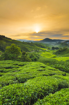 Tea plantation Cameron highlands, Malaysia