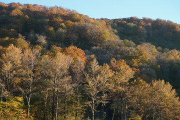 Fototapeta premium 紅葉の山