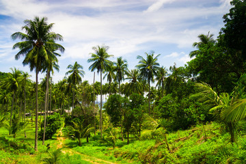 Fototapeta na wymiar Coconut Getaway Under Palms